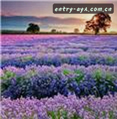 李阳
